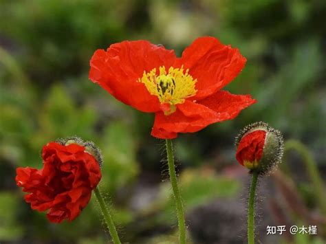 虞美人 花語|虞美人花的花语及象征意义（揭开虞美人花的神秘面纱…